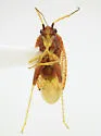 Pseudothenicus rubropunctatus - photo 3