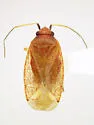 Pseudothenicus rubropunctatus - photo 4