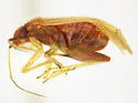 Pseudothenicus rubropunctatus - photo 5