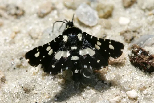 Mournful Thyris Moth - photo 4