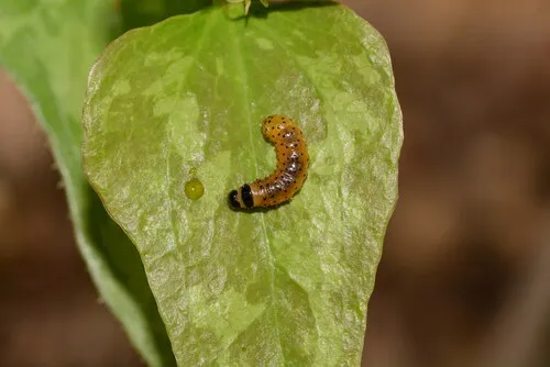Mournful Thyris Moth - photo 5