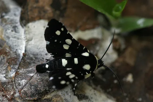 Mournful Thyris Moth - photo 6