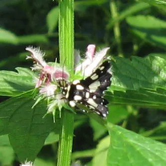 Mournful Thyris Moth - photo 7