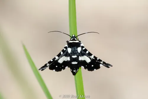 Mournful Thyris Moth - photo 8