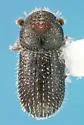 Pseudothysanoes rigidus - Pseudothysanoes rigidus