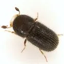 Pseudothysanoes turnbowi