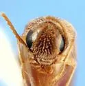 Pseudotolida arida - photo 3