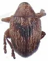 Pseudotychius watsoni - Pseudotychius watsoni