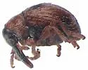Pseudotychius watsoni - photo 2