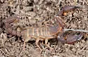 Pseudouroctonus apacheanus - photo 4
