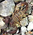 Pseudouroctonus apacheanus - photo 5