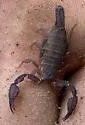 Pseudouroctonus brysoni