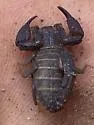 Pseudouroctonus brysoni - photo 2