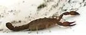 Pseudouroctonus minimus