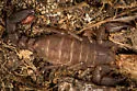 Pseudouroctonus minimus - photo 2