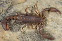 Pseudouroctonus minimus - photo 3