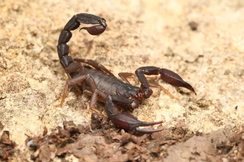 Texas Cave Scorpion