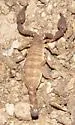 Pseudouroctonus santarita - photo 4