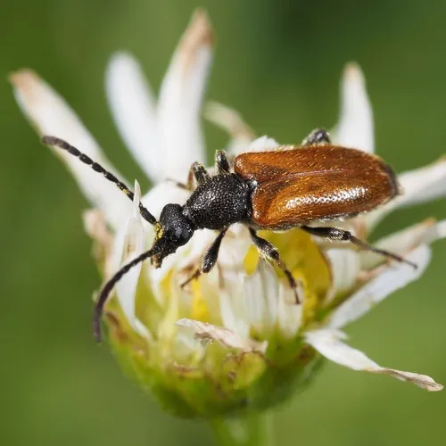 Pseudovadonia livida - Pseudovadonia livida
