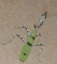 Arizona Unicorn Mantis