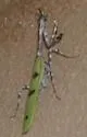 Arizona Unicorn Mantis - photo 2