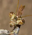 Arizona Unicorn Mantis - photo 4