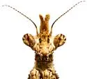 Arizona Unicorn Mantis - photo 5