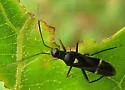 Pseudoxenetus regalis - Pseudoxenetus regalis