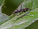 Pseudoxenetus regalis - photo 2