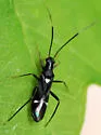 Pseudoxenetus regalis - photo 3