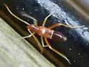 Pseudoxenetus regalis - photo 4