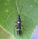 Pseudoxenetus regalis - photo 5