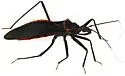 Pseudozelurus arizonicus - photo 4
