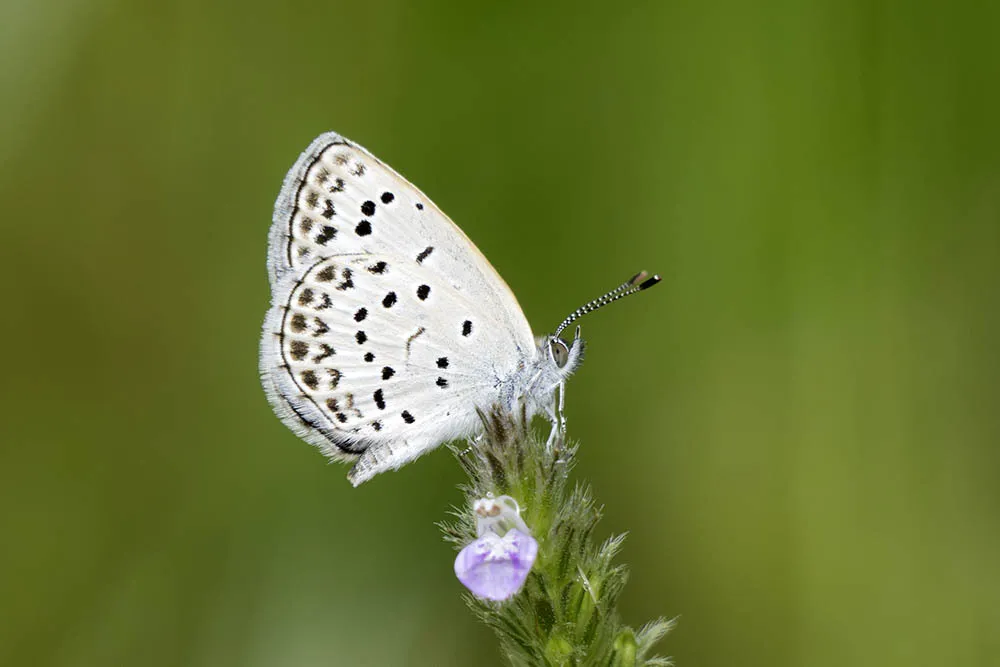Pale Grass Blue - photo 3