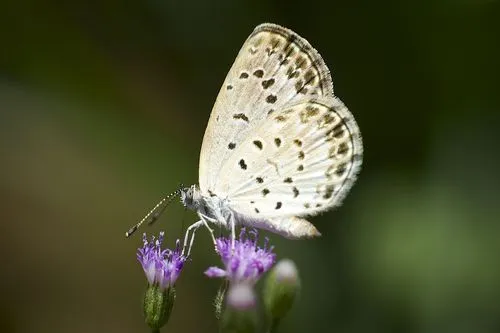 Pale Grass Blue - photo 5