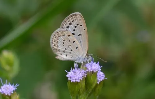 Pale Grass Blue - photo 6