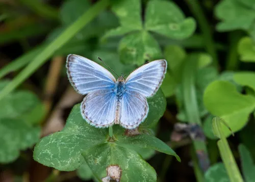 Pale Grass Blue - photo 7