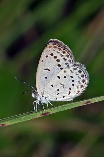 Pale Grass Blue - photo 8