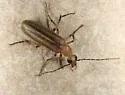 Pseudozonitis brevis