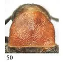 Pseudozonitis dianae