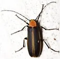 Pseudozonitis florida
