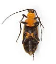 Pseudozonitis florida - photo 4
