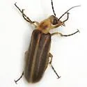 Pseudozonitis labialis