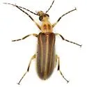 Pseudozonitis labialis - photo 2