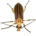Pseudozonitis labialis - photo 3