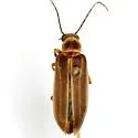 Pseudozonitis labialis - photo 4