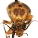 Pseudozonitis labialis - photo 5