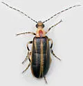 Pseudozonitis longicornis
