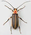 Pseudozonitis longicornis - photo 2