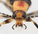 Pseudozonitis longicornis - photo 3